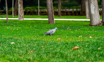 Obraz premium Pigeon On Park Lawn