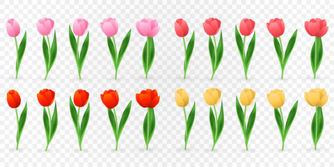 Fototapeta premium Vector spring tulips set png. Colorful tulip flowers and plant isolated on transparent background. Vector spring floral banner and nature design for World Women's and Mother's Day celebration