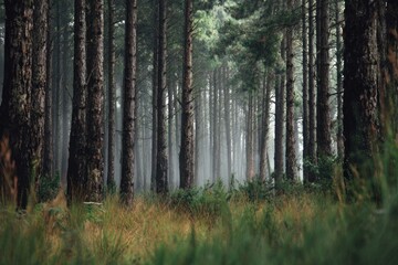 Fototapeta premium Pine forest scene