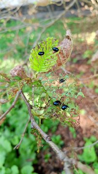 Gonioctena olivacea on damaged alder leaves &mdash; entomological nature background for films and education