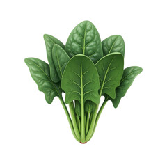 Bunch of fresh, dark green spinach leaves, isolated on a white background for healthy eating and food preparation.