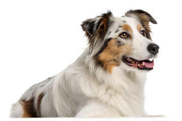 Realistic Dog Isolated on White Background PNG