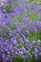 Lavender, A Plant. A genus of plants in the yasnotkov family.