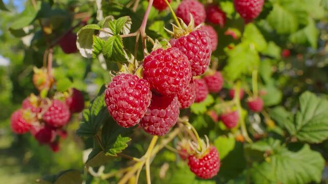 Panorama of a ripe juicy raspberries on the branch on the background of a blue sky