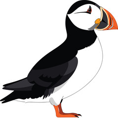 Atlantic puffin illustration with black and white plumage, colorful beak, orange feet, upright posture, and red iris for wildlife art, education, and creative projects © IconicCreations