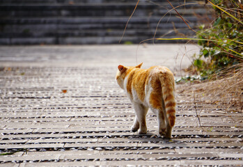Orange Tabby Cat Walking on Stone Path