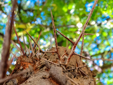 Low-angle shot of a tree trunk with multiple thorns