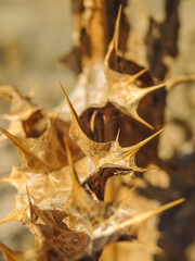 Onopordum acanthium, commonly called donkey thistle, is native to the Mediterranean and is the national emblem of Scotland