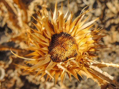 Onopordum acanthium, commonly called donkey thistle, is native to the Mediterranean and is the national emblem of Scotland