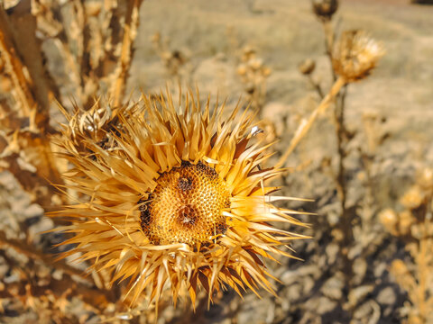 Onopordum acanthium, commonly called donkey thistle, is native to the Mediterranean and is the national emblem of Scotland