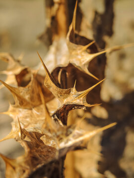 Onopordum acanthium, commonly called donkey thistle, is native to the Mediterranean and is the national emblem of Scotland