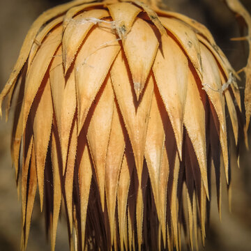Onopordum acanthium, commonly called donkey thistle, is native to the Mediterranean and is the national emblem of Scotland