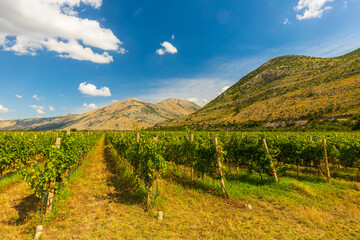Obraz premium Vineyard rows extending to mountains in Ravno, Bosnia and Herzegovina.