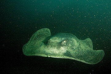 a round fantail stingray (Taeniura grabata)