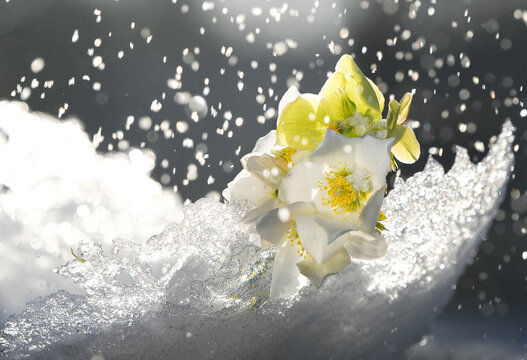 white hellebore on ice