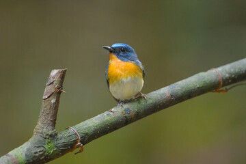 Indochinese Blue Flycatcher , tickell's blue flycatcher(Cyornis tickelliae) birdwatching in the forest.