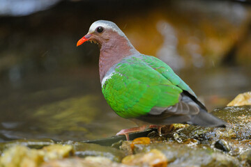 Obraz premium Common Emerald Dove (Chalcophaps indica) in pond Bird watching in natural habitats in the forest.
