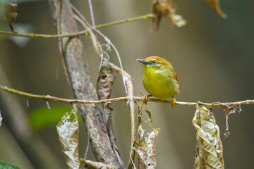 Pin-striped Tit-Babbler on branch Bird watching in natural habitats in the forest.