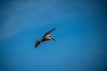 Pelican in Flight