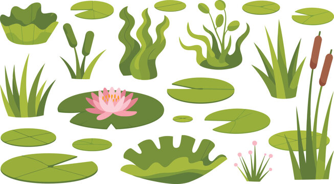 A diverse collection of cartoon aquatic plants and water lily flowers on a clear white background