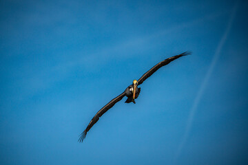 Pelican in Flight