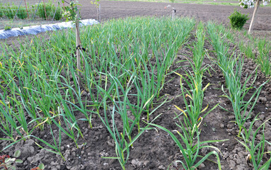 Garlic grows in the open ground