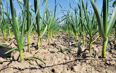 Fototapeta premium Garlic grows in the open ground