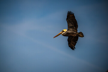 Pelican in Flight