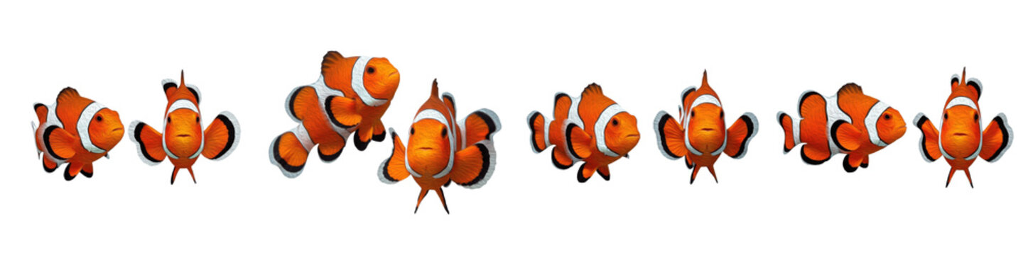 Set of colorful clownfish or anemonefish in various swimming poses isolated on white background