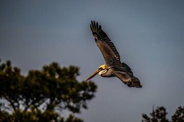 Pelican in Flight