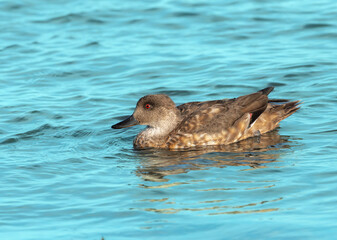 Pato crest&oacute;n nadando en mar