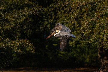 Pelican in Flight