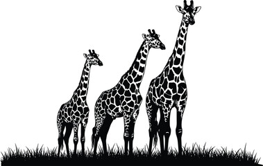 Black and white vector illustration of a giraffe family group standing in the grass on a safari savanna for wildlife and nature design (24 words) © MstRupali