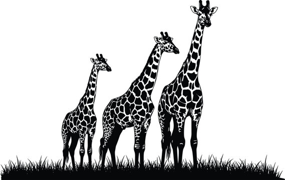 Black and white vector illustration of a giraffe family group standing in the grass on a safari savanna for wildlife and nature design (24 words)
