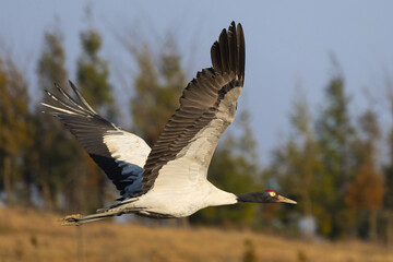 Fototapeta premium Black-Necked Crane Flying Over Wetland, Caohai, Guizhou
