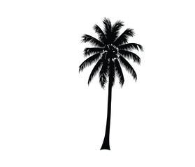 A single palm tree against a white background