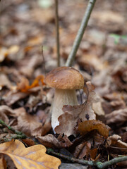 Delicious porcini mushroom - autumn picking boletus edilus fungi, culinary delicacy. Gourmet food ingredients for fine dining.