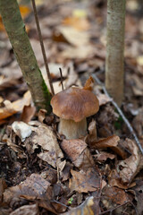 Delicious porcini mushroom - autumn picking boletus edilus fungi, culinary delicacy. Gourmet food ingredients for fine dining.