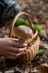 Delicious porcini mushroom - autumn picking boletus edilus fungi, culinary delicacy. Gourmet food ingredients for fine dining.