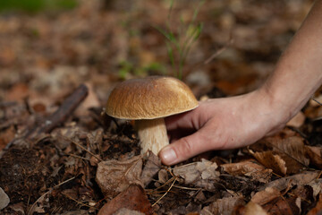 Delicious porcini mushroom - autumn picking boletus edilus fungi, culinary delicacy. Gourmet food ingredients for fine dining.