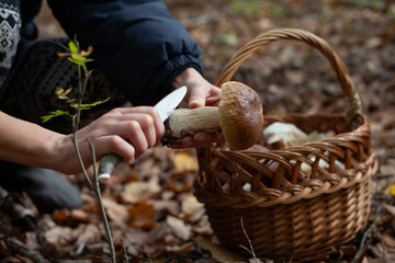 Delicious porcini mushroom - autumn picking boletus edilus fungi, culinary delicacy. Gourmet food ingredients for fine dining.