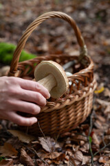 Delicious porcini mushroom - autumn picking boletus edilus fungi, culinary delicacy. Gourmet food ingredients for fine dining.