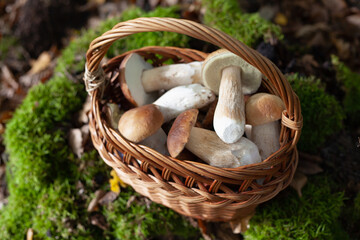 Delicious porcini mushroom - autumn picking boletus edilus fungi, culinary delicacy. Gourmet food ingredients for fine dining.