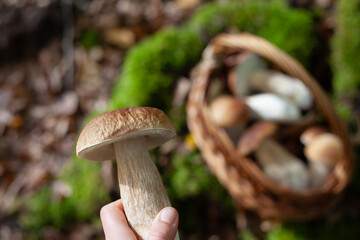 Delicious porcini mushroom - autumn picking boletus edilus fungi, culinary delicacy. Gourmet food ingredients for fine dining.