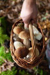 Delicious porcini mushroom - autumn picking boletus edilus fungi, culinary delicacy. Gourmet food ingredients for fine dining.