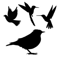 Obraz premium silhouette of birds