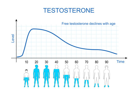 Testosterone levels chart. Aging process