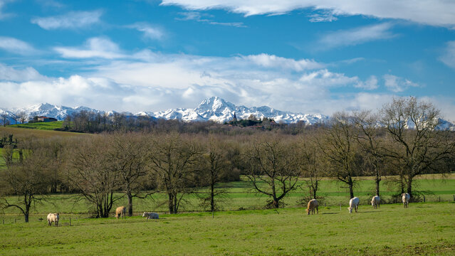 Southwest of France landscape with views of the Pyrenees mountain and the Pic du Midi de Bigorre and cows in the foreground