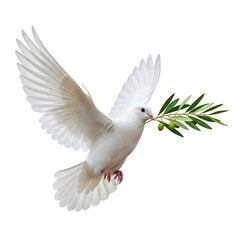 Obraz premium White dove flying with olive branch isolated on transparent background