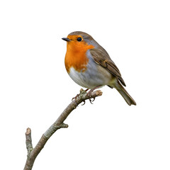 Robin isolated on transparent background